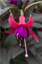 Fuchsia 'Jollies'® - Fuchsie 'Jollies'®