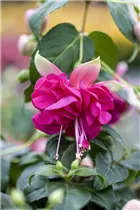 Fuchsia 'Jollies'® - Fuchsie 'Jollies'®