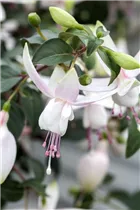 Fuchsia 'Jollies'® - Fuchsie 'Jollies'®