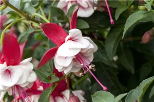 Fuchsia 'Jollies'® - Fuchsie 'Jollies'®