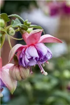 Fuchsia 'Jollies'® - Fuchsie 'Jollies'®