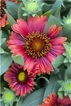 Gaillardia aristata - Prärie-Kokardenblume