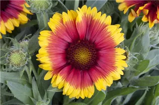 Gaillardia x grandiflora 'Granada' - Großblumige Garten-Kokardenblume 'Granada'
