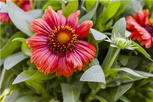 Gaillardia aristata - Prärie-Kokardenblume