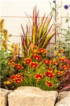 Gaillardia aristata - Prärie-Kokardenblume