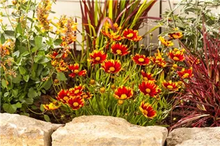 Gaillardia aristata - Prärie-Kokardenblume