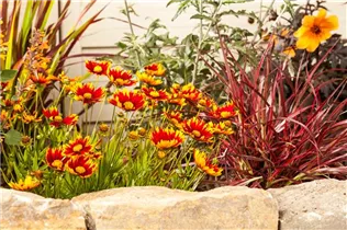 Gaillardia aristata - Prärie-Kokardenblume