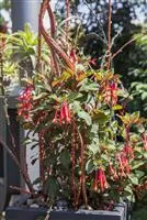 - Winterschlaf für Geranien und Fuchsien  - Winterschlaf für Geranien und Fuchsien