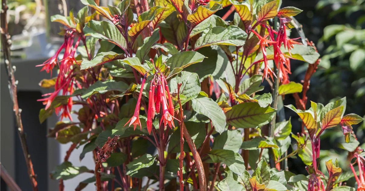  - Winterschlaf für Geranien und Fuchsien