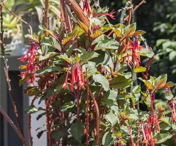 - Winterschlaf für Geranien und Fuchsien  - Winterschlaf für Geranien und Fuchsien