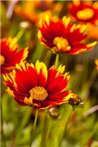 Gaillardia aristata - Prärie-Kokardenblume