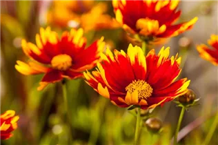 Gaillardia aristata - Prärie-Kokardenblume