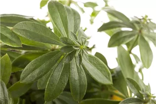 Galium odoratum - Echter Waldmeister
