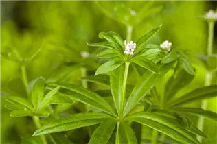 Galium odoratum - Echter Waldmeister