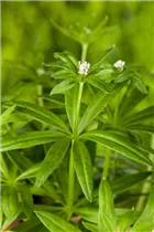 Galium odoratum - Echter Waldmeister