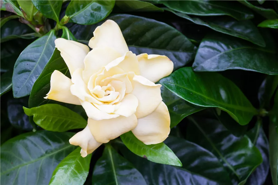 zimmerpflanzen dnger kaufen Zimmerpflanzen Dnger, Monstera Dnger, 6 Monate Depotwirkung  PlantMe