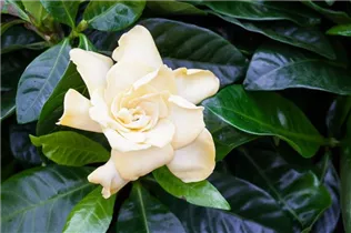 Gardenia jasminoides - Gardenie Gardenia jasminoides - Gardenie