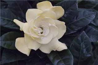 Gardenia jasminoides - Gardenie Gardenia jasminoides - Gardenie