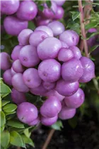 Gaultheria mucronata - Torfmyrte