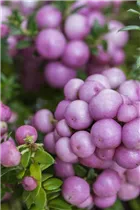 Gaultheria mucronata - Torfmyrte