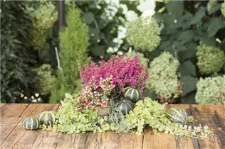 Erica gracilis - Glockenheide Erica gracilis - Glockenheide