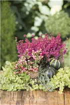 Erica gracilis - Glockenheide Erica gracilis - Glockenheide