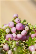 Gaultheria mucronata - Torfmyrte