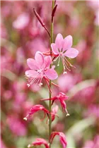 Gaura lindheimeri - Garten-Prachtkerze