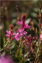 Gaura lindheimeri - Garten-Prachtkerze