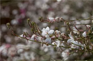 Gaura lindheimeri - Garten-Prachtkerze