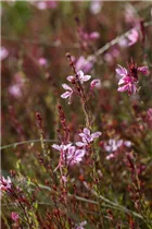 Gaura lindheimeri - Garten-Prachtkerze
