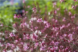 Gaura lindheimeri - Garten-Prachtkerze