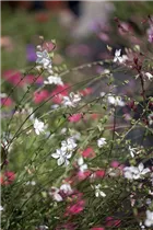 Gaura lindheimeri - Garten-Prachtkerze