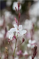 Gaura lindheimeri - Garten-Prachtkerze