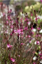 Gaura lindheimeri - Garten-Prachtkerze