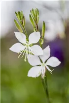 Gaura lindheimeri - Garten-Prachtkerze