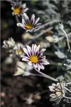 Gazania rigens - Halbstrauch-Gazanie