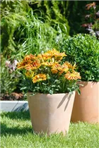 Gazania rigens - Halbstrauch-Gazanie