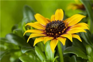 Gazania rigens - Halbstrauch-Gazanie