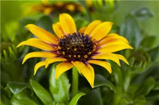 Gazania rigens - Halbstrauch-Gazanie