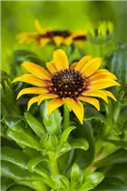 Gazania rigens - Halbstrauch-Gazanie