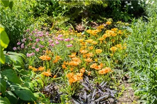 Gazania rigens - Halbstrauch-Gazanie