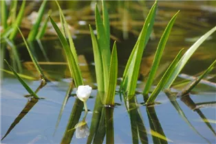 - Stratiotes aloides  - Stratiotes aloides