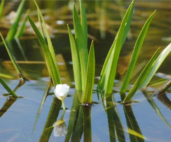 - So machen Sie Ihren Miniteich winterfit   - So machen Sie Ihren Miniteich winterfit