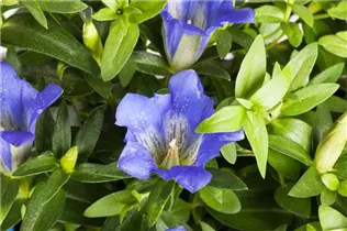 Gentiana scabra - Rauer Enzian Gentiana scabra - Rauer Enzian