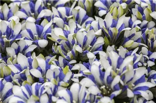 Gentiana scabra - Rauer Enzian Gentiana scabra - Rauer Enzian