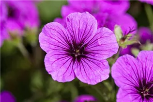 Geranium sanguineum - Blutroter Storchschnabel Geranium sanguineum - Blutroter Storchschnabel