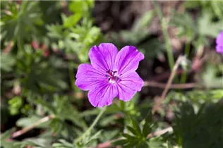 Geranium sanguineum - Blutroter Storchschnabel Geranium sanguineum - Blutroter Storchschnabel