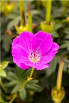 Geranium sanguineum - Blutroter Storchschnabel Geranium sanguineum - Blutroter Storchschnabel