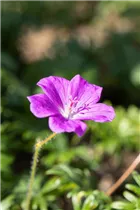 Geranium sanguineum - Blutroter Storchschnabel Geranium sanguineum - Blutroter Storchschnabel